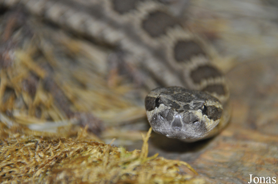 Crotalus oreganus oreganus