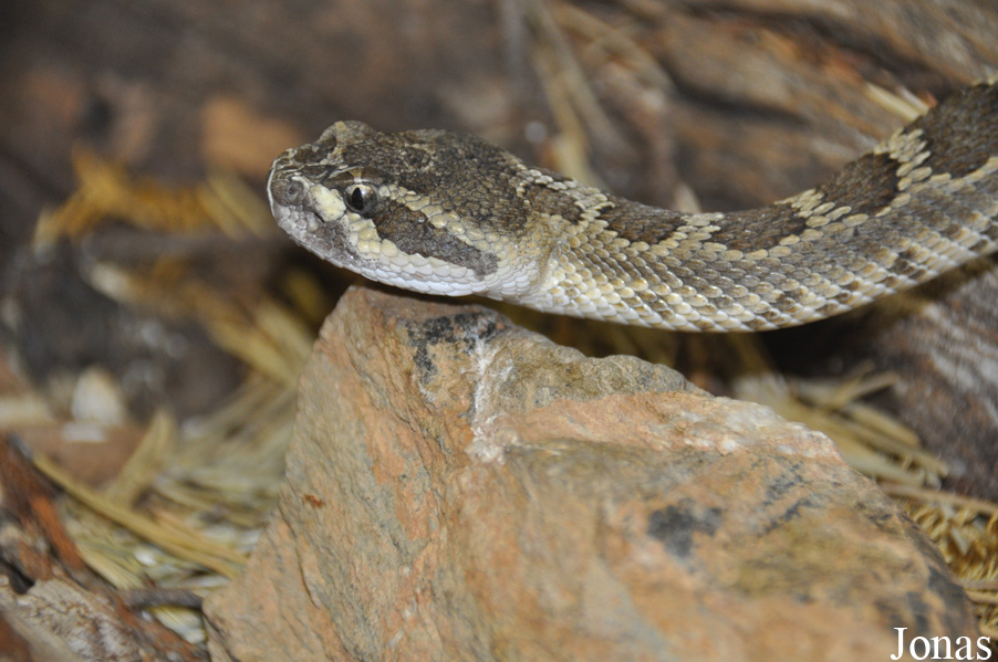 Crotalus oreganus oreganus