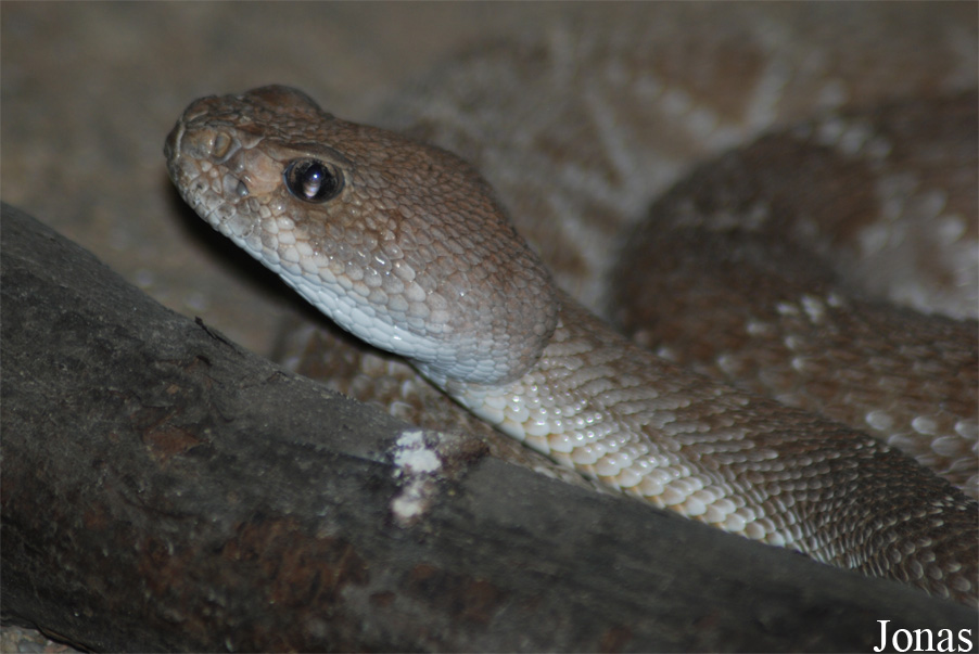 Crotalus ruber