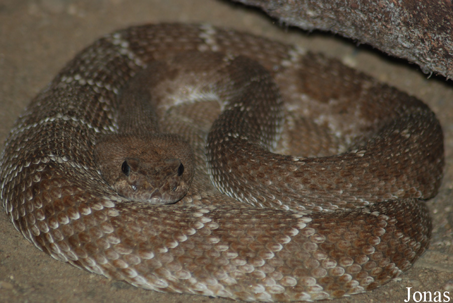 Crotalus ruber