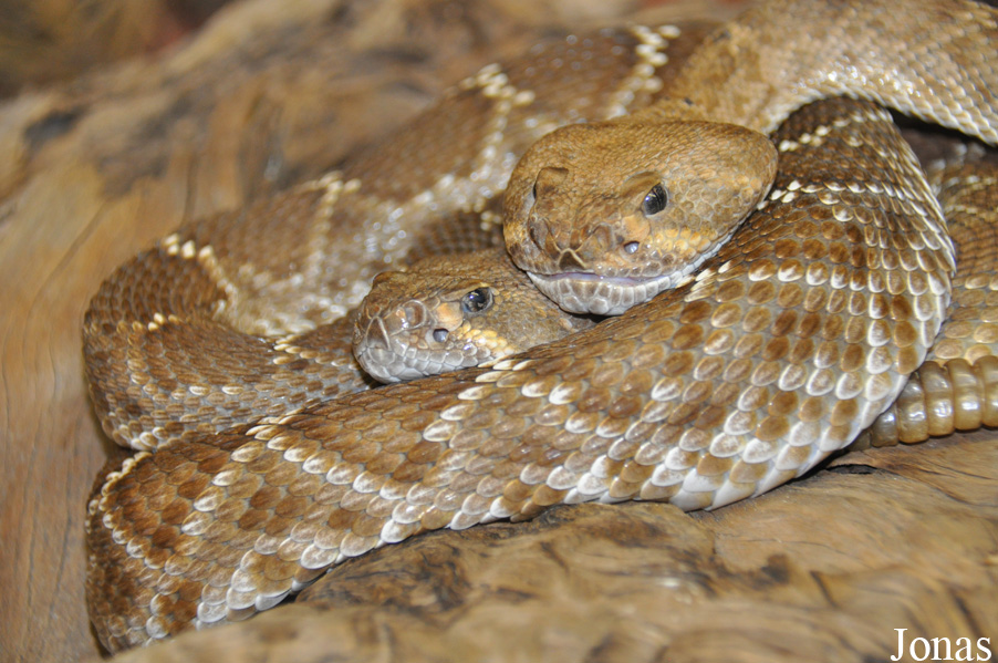 Crotalus ruber ruber