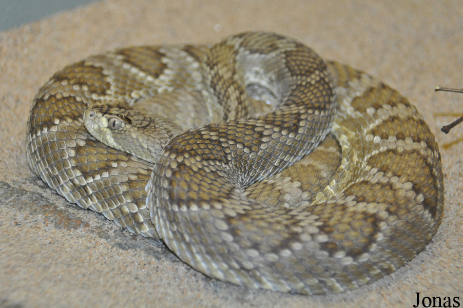 Crotalus scutulatus scutulatus