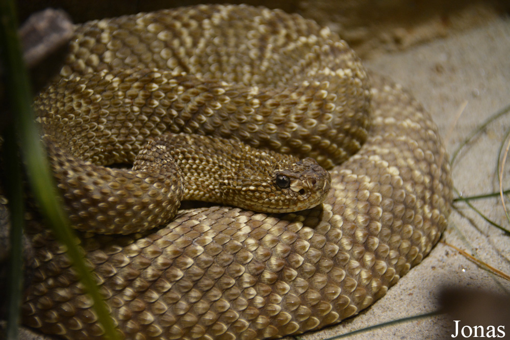 Crotalus vegrandis