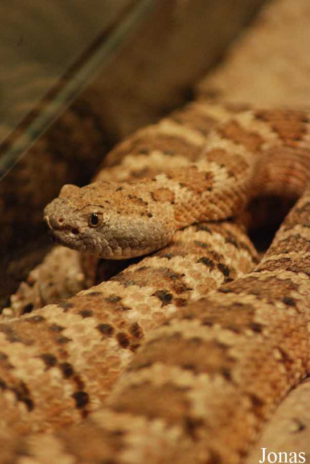 Crotalus viridis