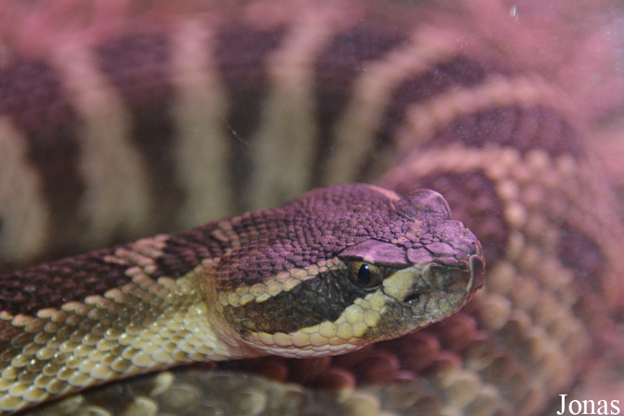 Crotalus viridis