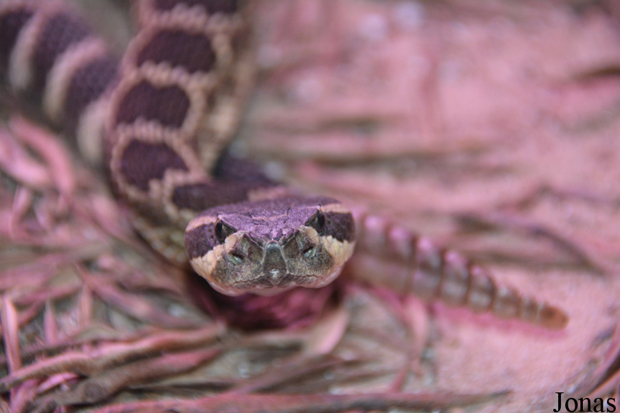 Crotalus viridis