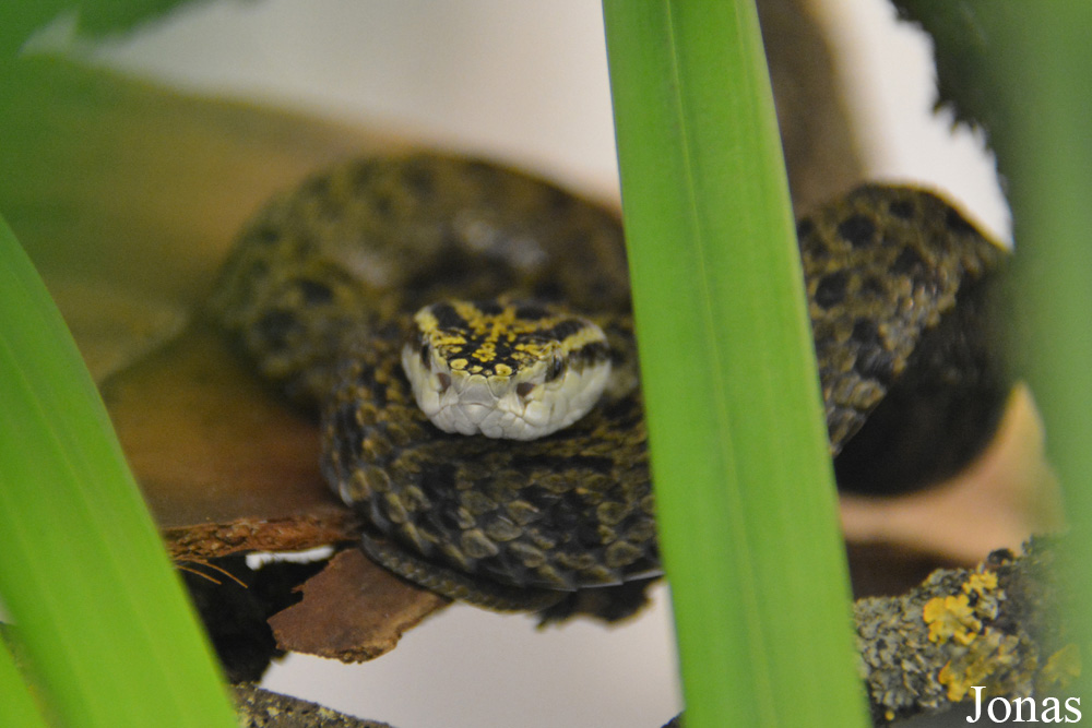 Protobothrops jerdonii