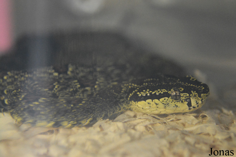 Protobothrops jerdonii xanthomelas