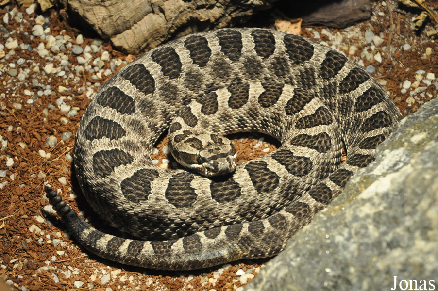 Sistrurus catenatus tergeminus