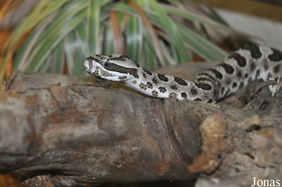 Sistrurus catenatus tergeminus
