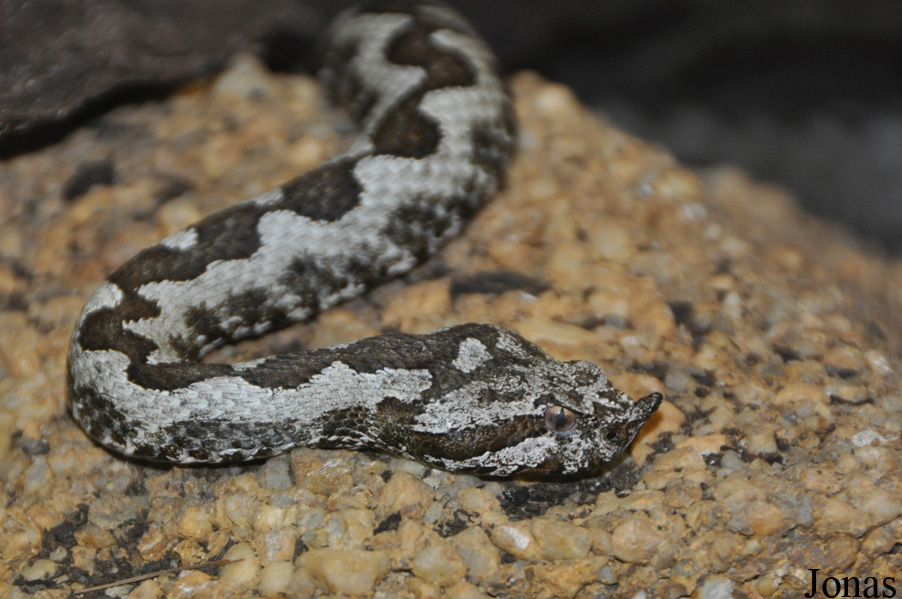 Sistrurus miliarius barbouri