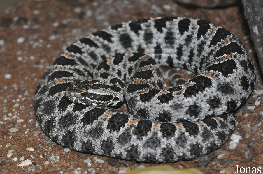 Sistrurus miliarius barbouri