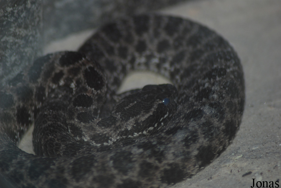 Sistrurus miliarius barbouri