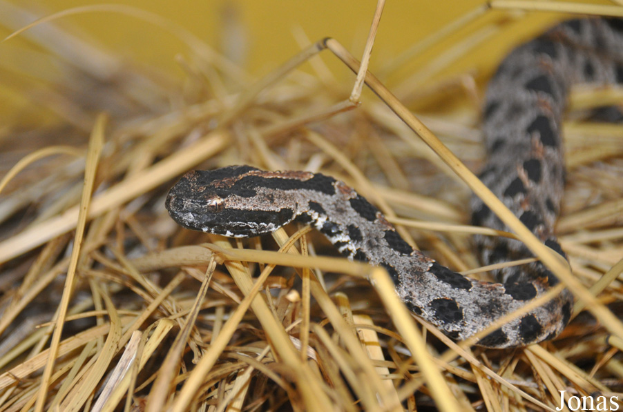 Sistrurus miliarius barbouri