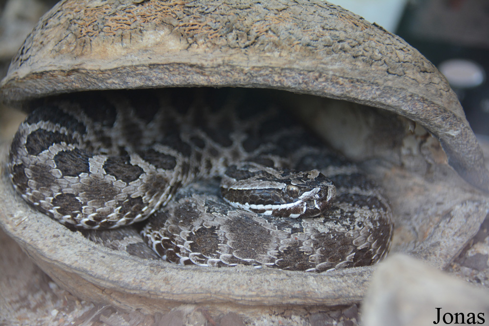 Sistrurus miliarius barbouri
