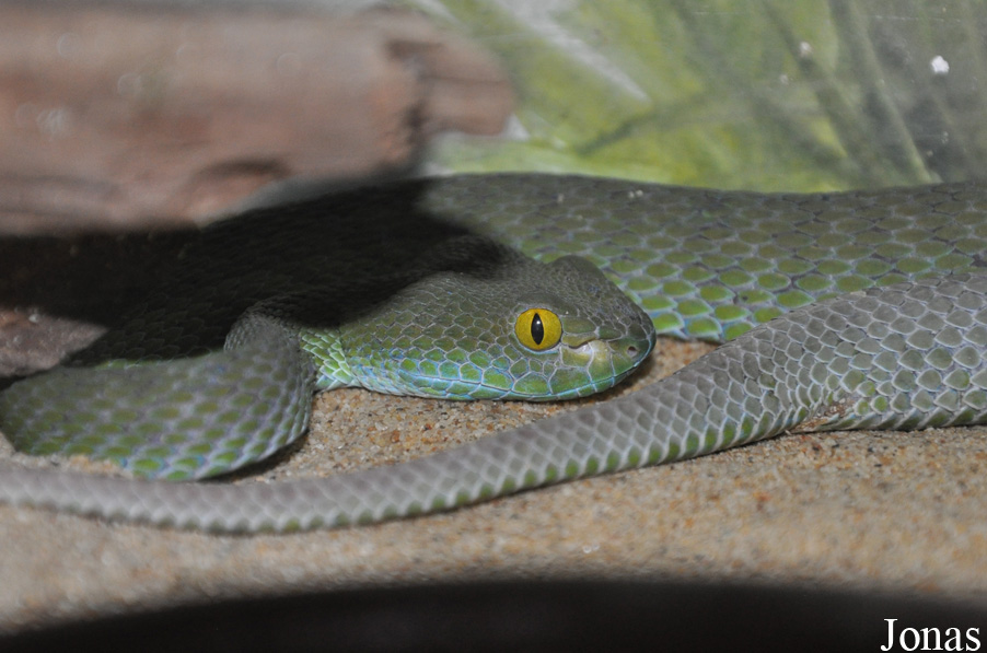 Trimeresurus popeorum
