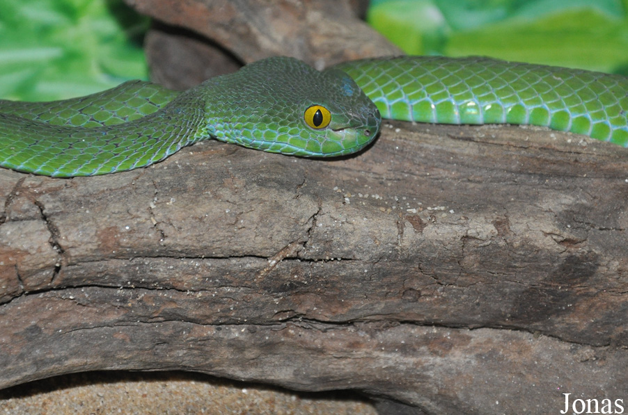 Trimeresurus popeorum
