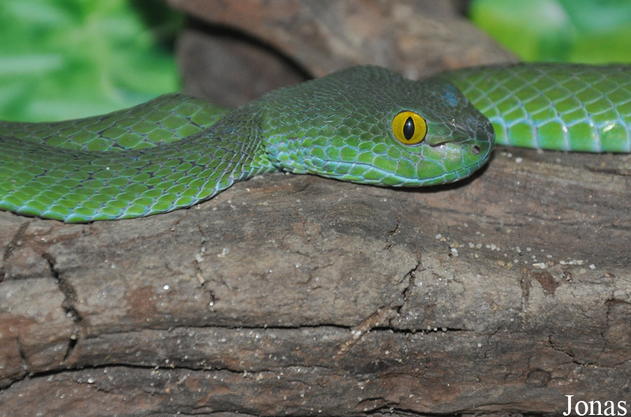 Trimeresurus popeorum