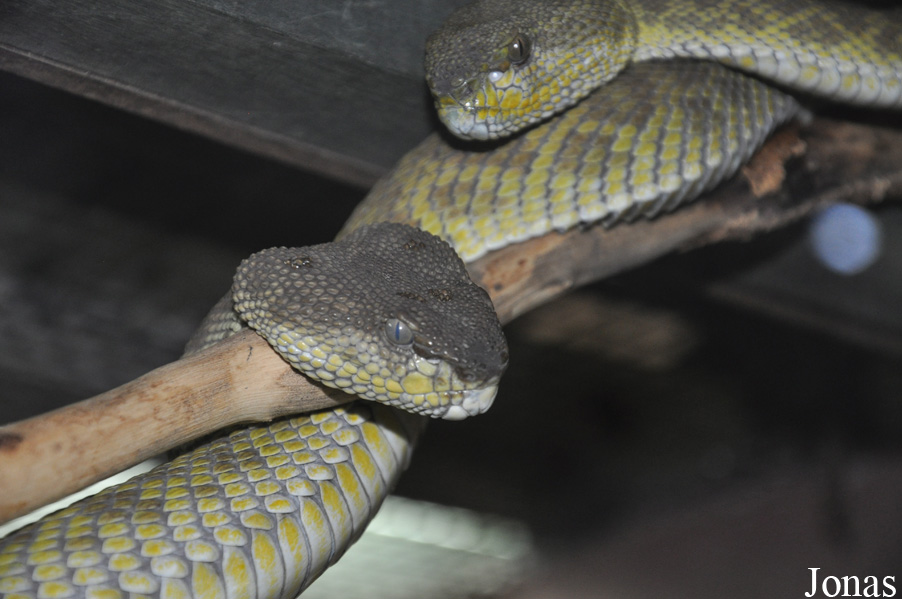 Trimeresurus purpureomaculatus