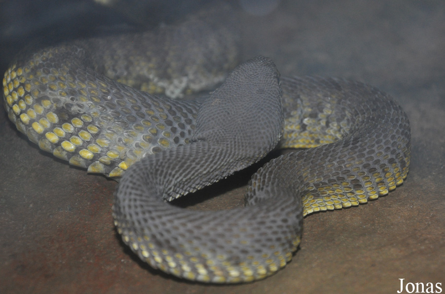 Trimeresurus purpureomaculatus