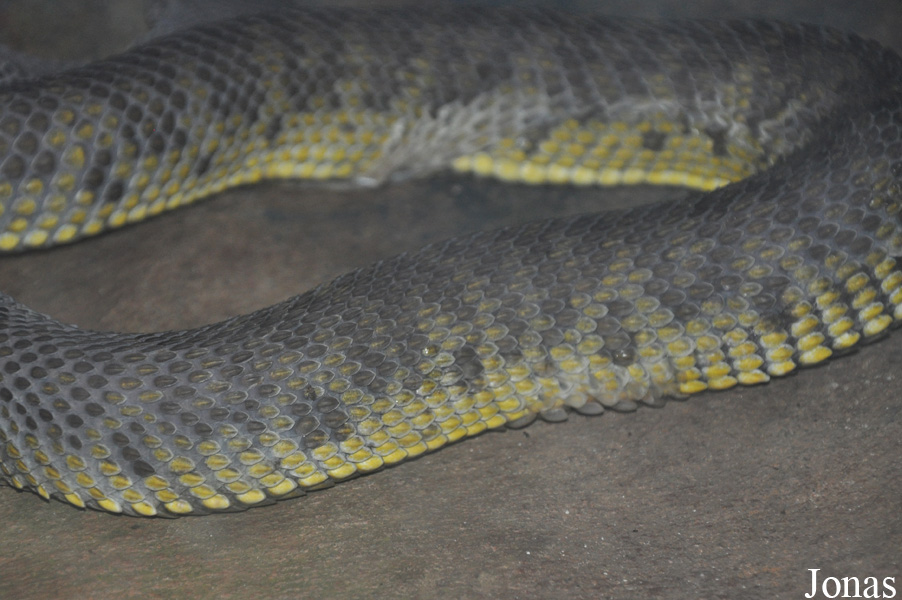 Trimeresurus purpureomaculatus