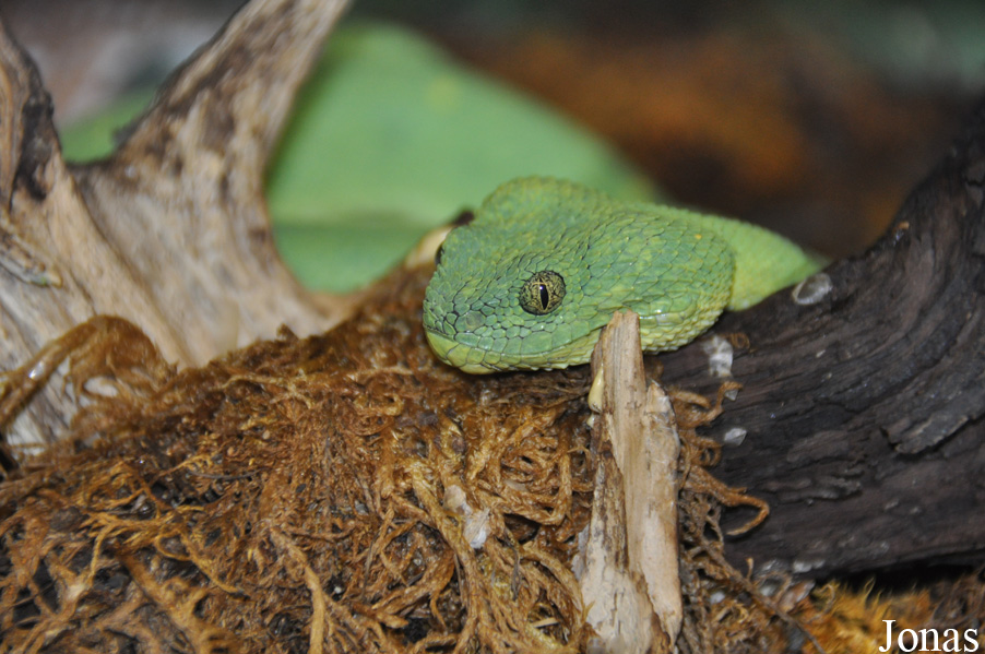 Atheris chlorechis