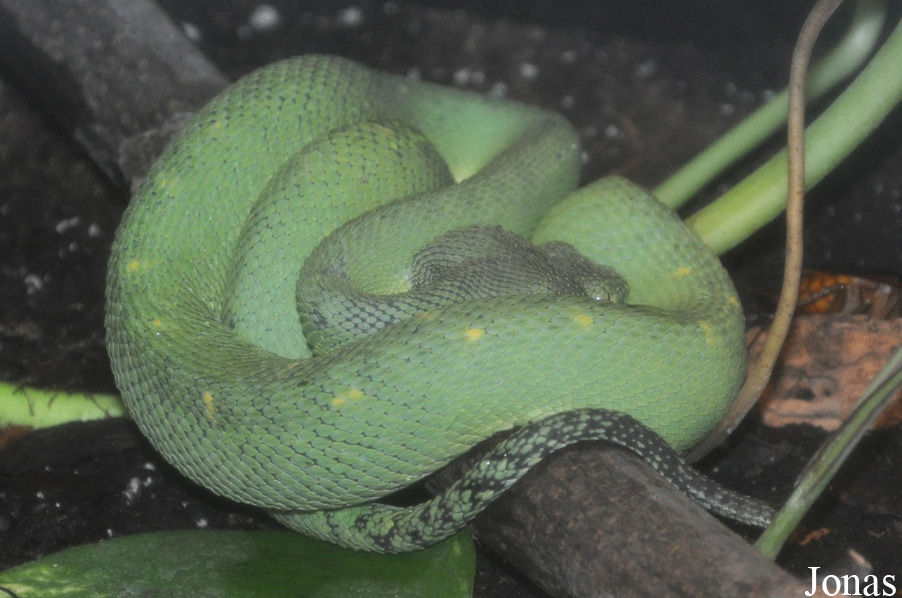Atheris chlorechis