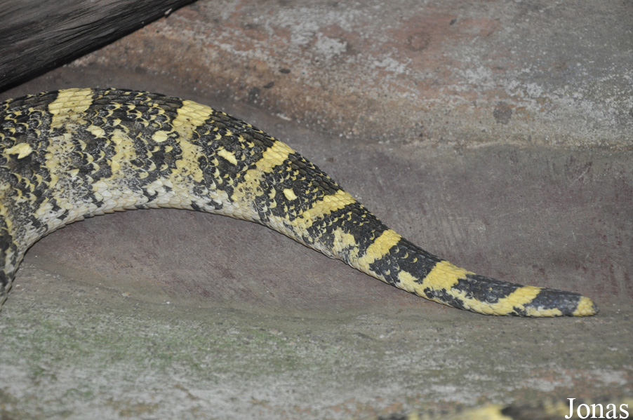 Bitis arietans