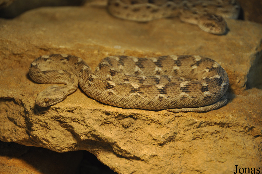 Echis carinatus sochureki