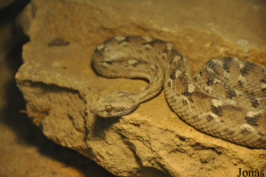 Echis carinatus sochureki