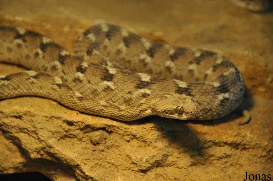 Echis carinatus sochureki