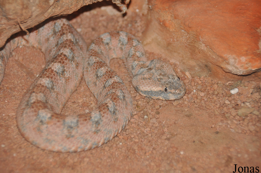 Echis coloratus