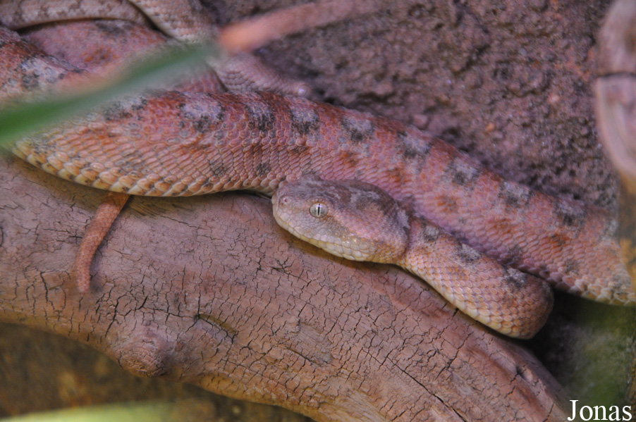 Echis coloratus