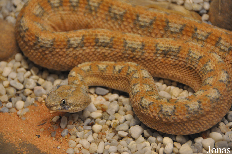 Echis coloratus