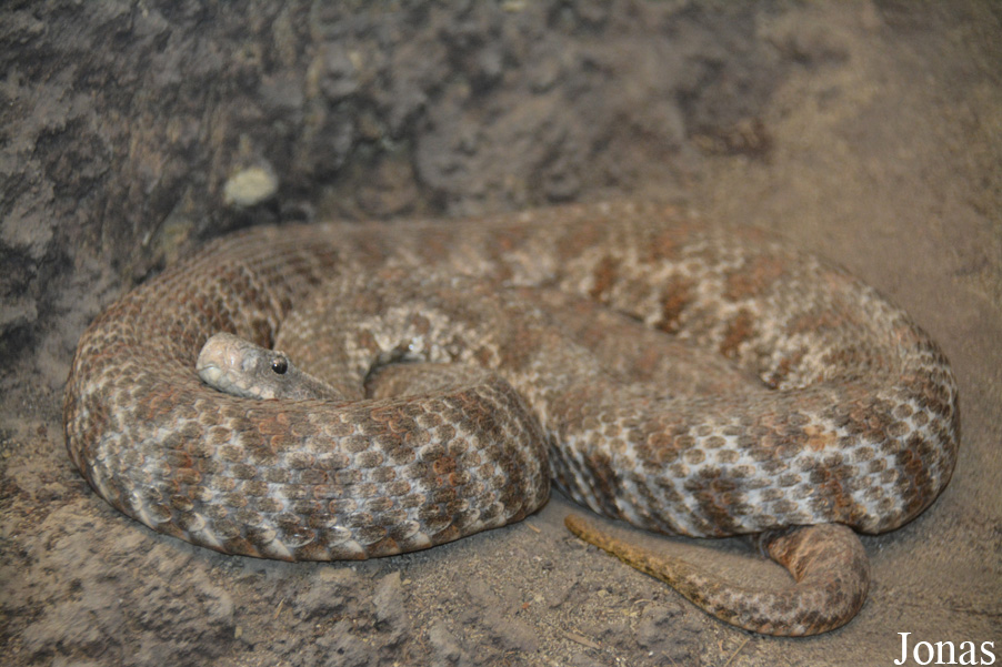 Macrovipera lebetina lebetina