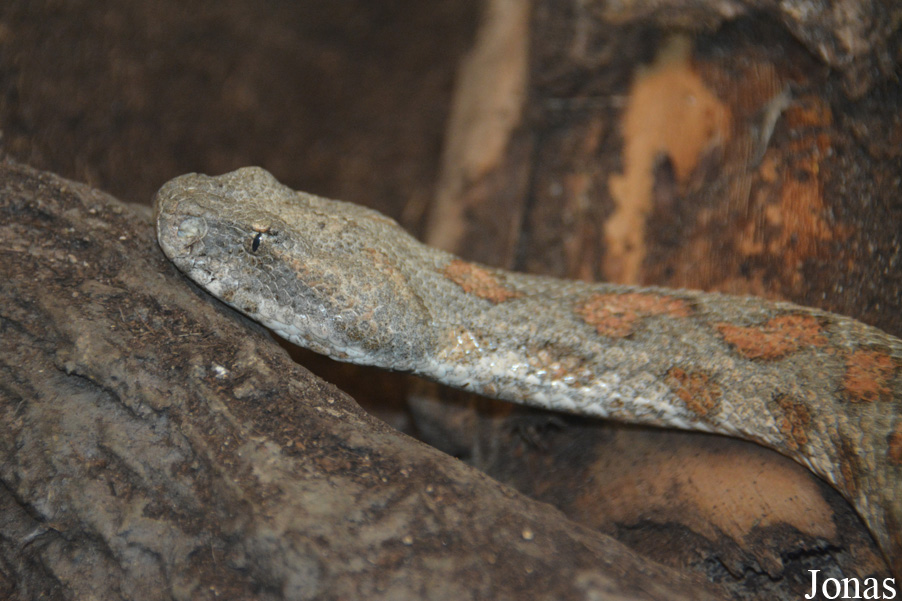 Macrovipera lebetina turanica