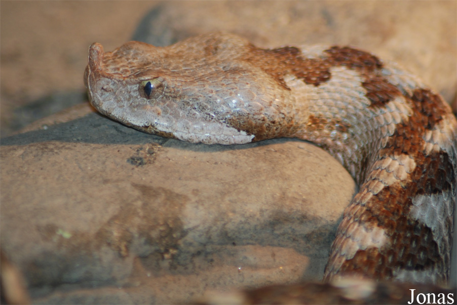 Vipera ammodytes