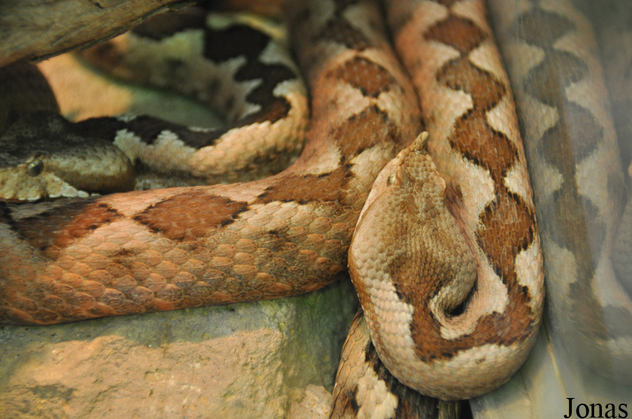 Vipera ammodytes