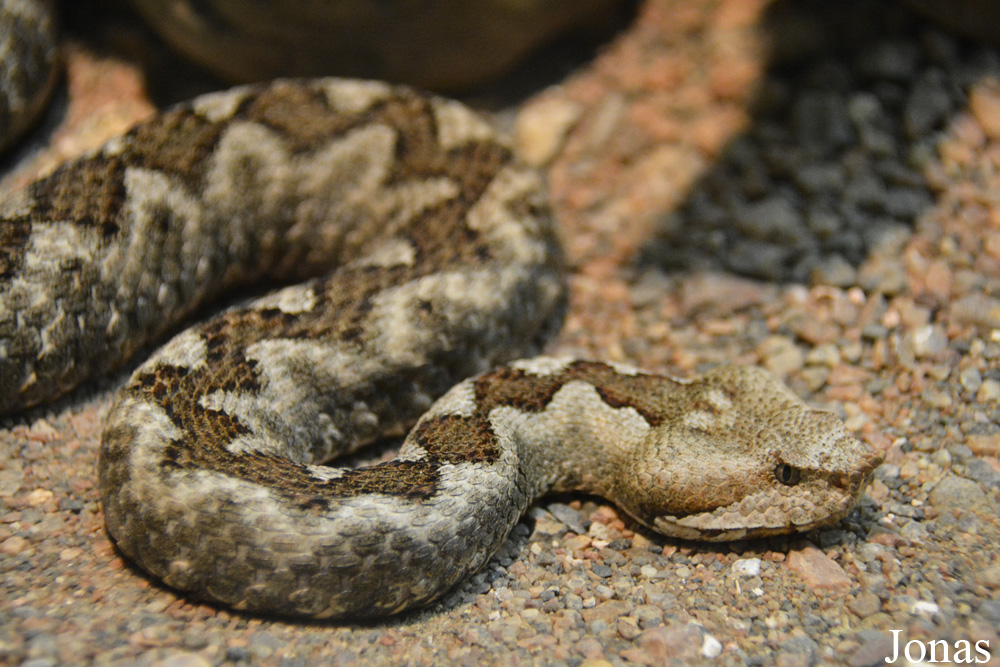 Vipera ammodytes