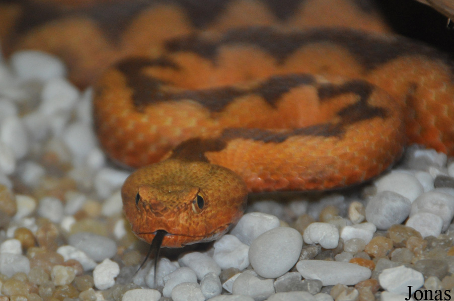Vipera ammodytes