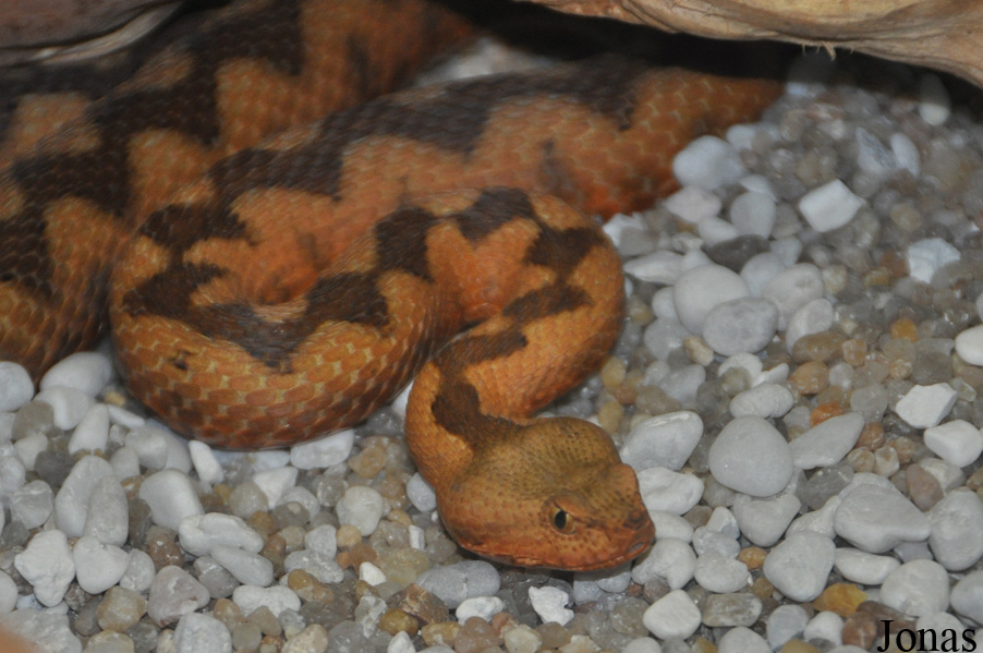 Vipera ammodytes