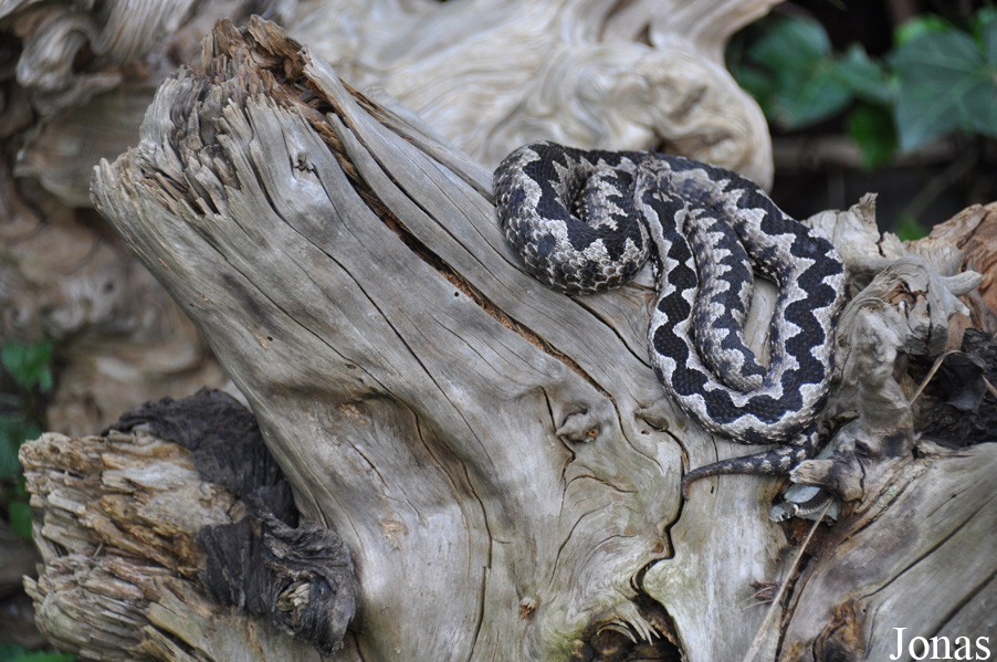 Vipera ammodytes ammodytes