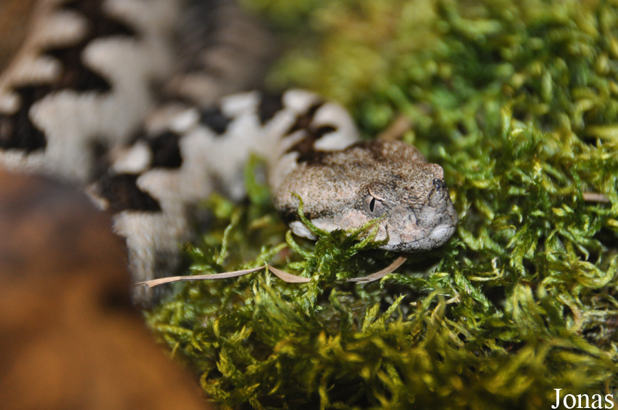 Vipera ammodytes ammodytes