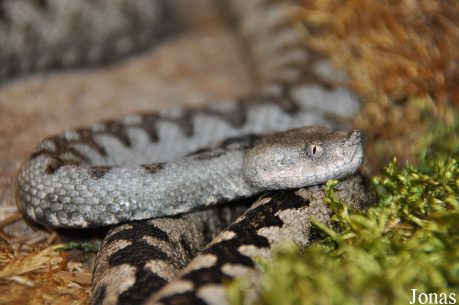 Vipera ammodytes ammodytes
