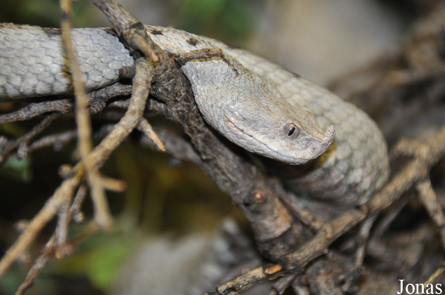 Vipera ammodytes ammodytes