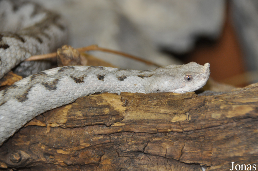 Vipera ammodytes ammodytes