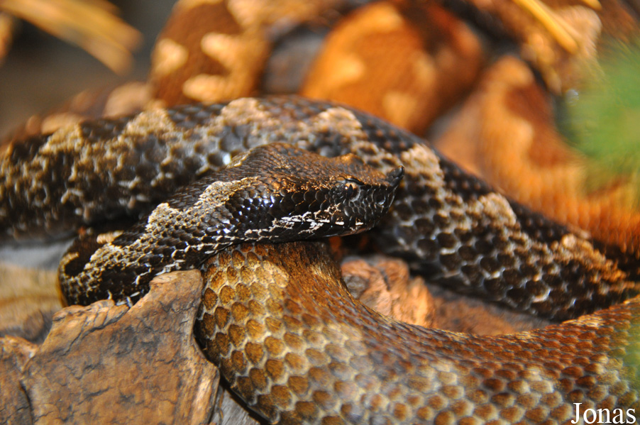 Vipera ammodytes ammodytes