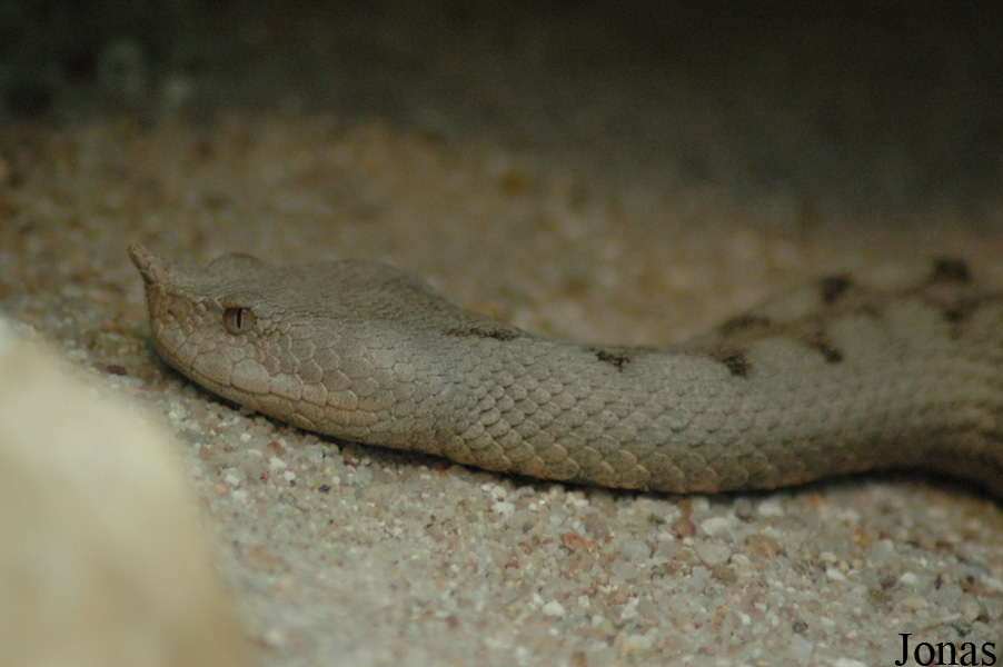 Vipera ammodytes ruffoi