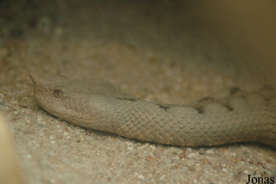 Vipera ammodytes ruffoi