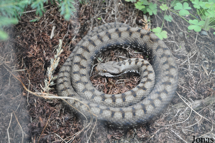 Vipera aspis